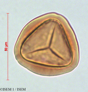 ISEM 1/Pteris_altissima_82082/Pteris_altissima_82082_0001(copy)_thumb.jpg
